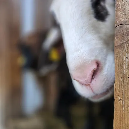 Appartement Pfleger Ranch Am Schoenegg Gut *