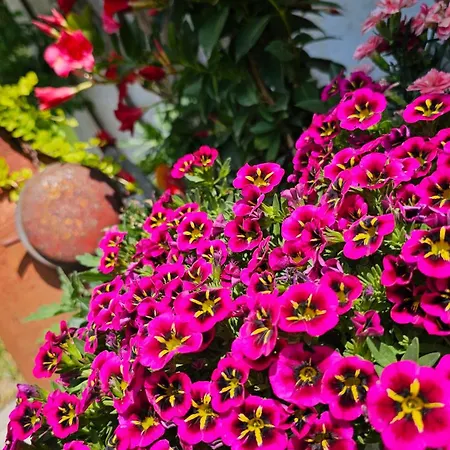 Pfleger Ranch Am Schoenegg Gut Appartement Bischofshofen