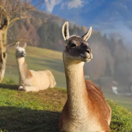 Pfleger Ranch Am Schoenegg Gut Bischofshofen