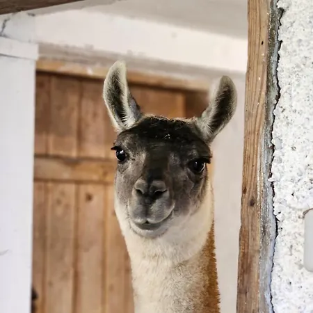 Apartamento Pfleger Ranch Am Schoenegg Gut Bischofshofen