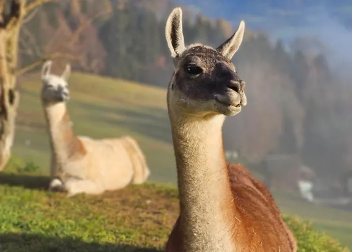 Pfleger Ranch Am Schoenegg Gut בישופשופן